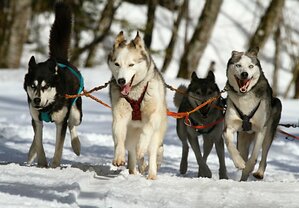 Balade en chien de traineau